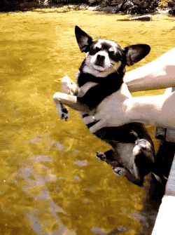 dog-paddle.gif